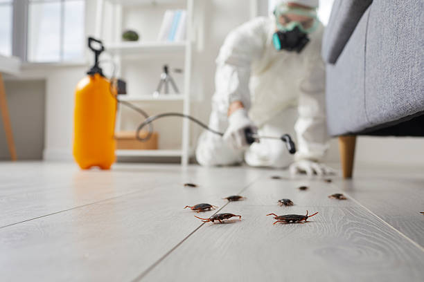 Commercial Kitchen Cockroach Control in Sunrise Manor